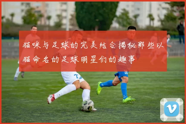猫咪与足球的完美结合揭秘那些以猫命名的足球明星们的趣事